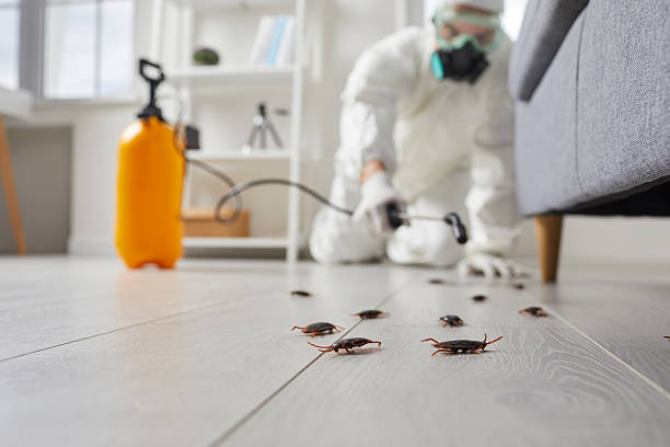 Commercial Rodent Management in East Bethel